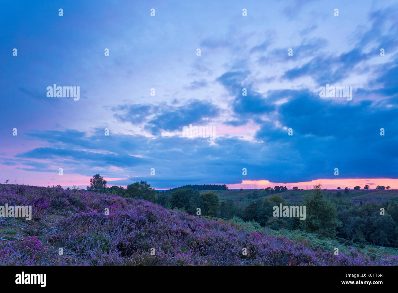 Commune de Rockford, New Forest, Hampshire, Royaume-Uni. Août 23, 2017. Magnifique coucher de soleil sur common et Heather dans le New Forest. Credit : Carolyn Jenkins/Alamy Live News Banque D'Images