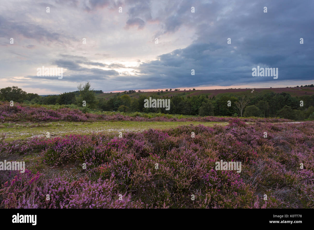 Commune de Rockford, New Forest, Hampshire, Royaume-Uni. Août 23, 2017. Magnifique coucher de soleil sur common et Heather dans le New Forest. Credit : Carolyn Jenkins/Alamy Live News Banque D'Images