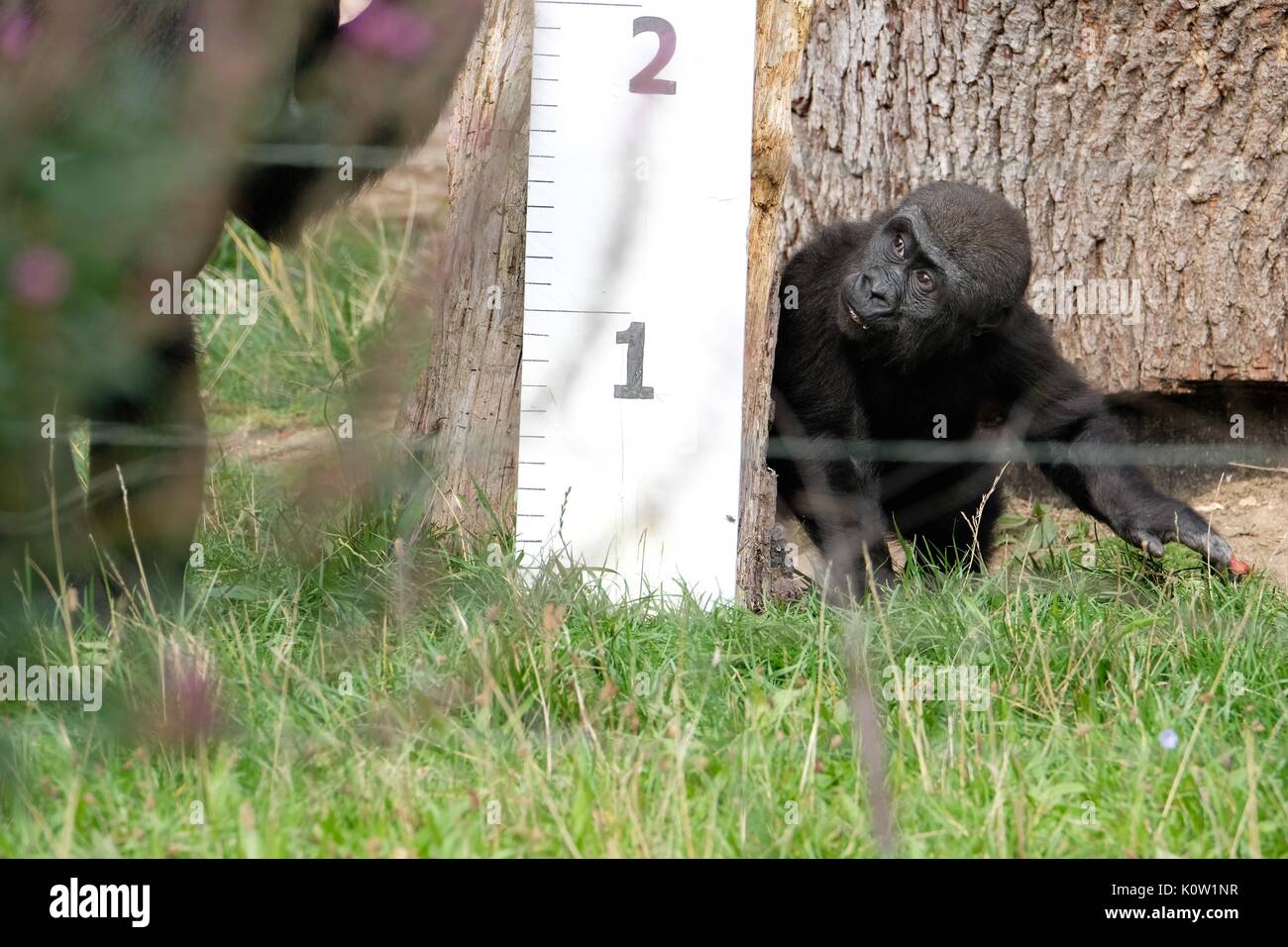 Londres, Royaume-Uni. 24 août, 2017. Les animaux sont pesés et mesurés au zoo de Londres : Londonphotos Crédit/Alamy Live News Banque D'Images