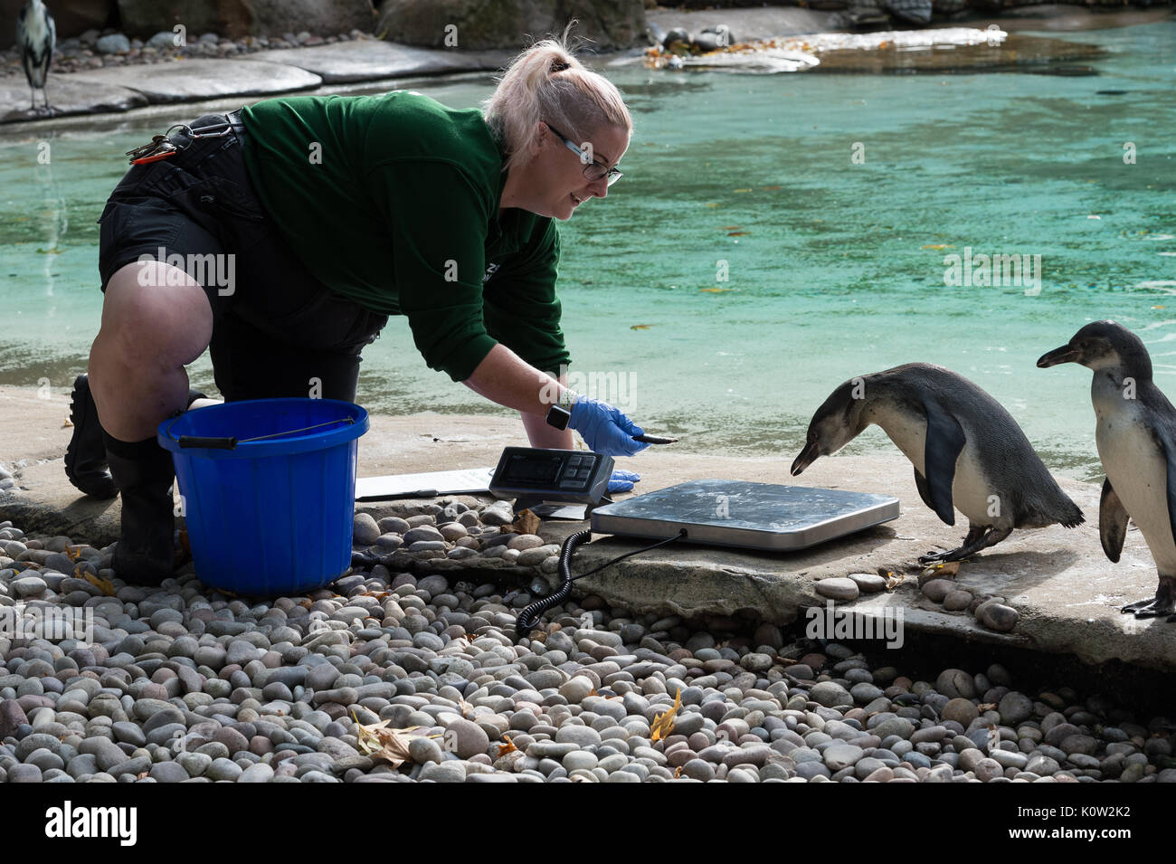 Londres, Royaume-Uni. 24 août, 2017. Un zookeeper pèse pingouins de Humboldt au cours de la pesée annuelle au ZSL London Zoo. Chaque année les détenteurs sur le Zoo de Londres enregistrer les statistiques de l'état des animaux à surveiller leur santé et leur bien-être général. Credit : Wiktor Szymanowicz/Alamy Live News Banque D'Images
