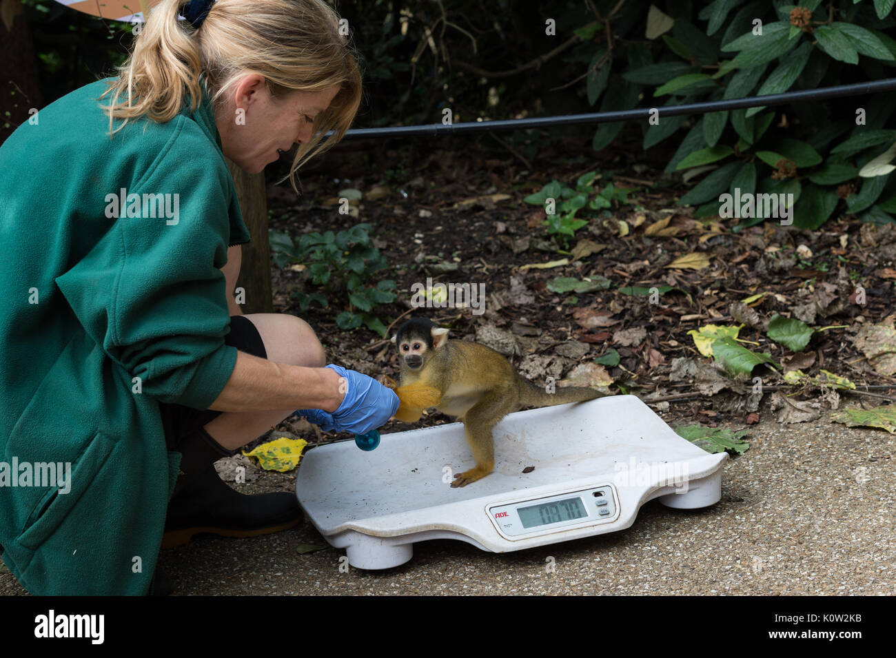 Londres, Royaume-Uni. 24 août, 2017. Un zookeeper pèse les singes écureuils pendant la pesée annuelle au ZSL London Zoo. Chaque année les détenteurs sur le Zoo de Londres enregistrer les statistiques de l'état des animaux à surveiller leur santé et leur bien-être général. Credit : Wiktor Szymanowicz/Alamy Live News Banque D'Images
