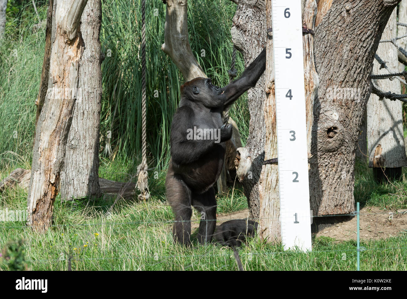 Londres, Royaume-Uni. 24 août, 2017. Mesurer les hauteurs de zoo de gorilles au cours de l'assemblée annuelle à la pesée ZSL London Zoo. Chaque année les détenteurs sur le Zoo de Londres enregistrer les statistiques de l'état des animaux à surveiller leur santé et leur bien-être général. Credit : Wiktor Szymanowicz/Alamy Live News Banque D'Images