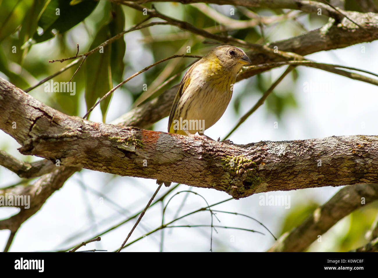 Le Canario da Terra Banque D'Images