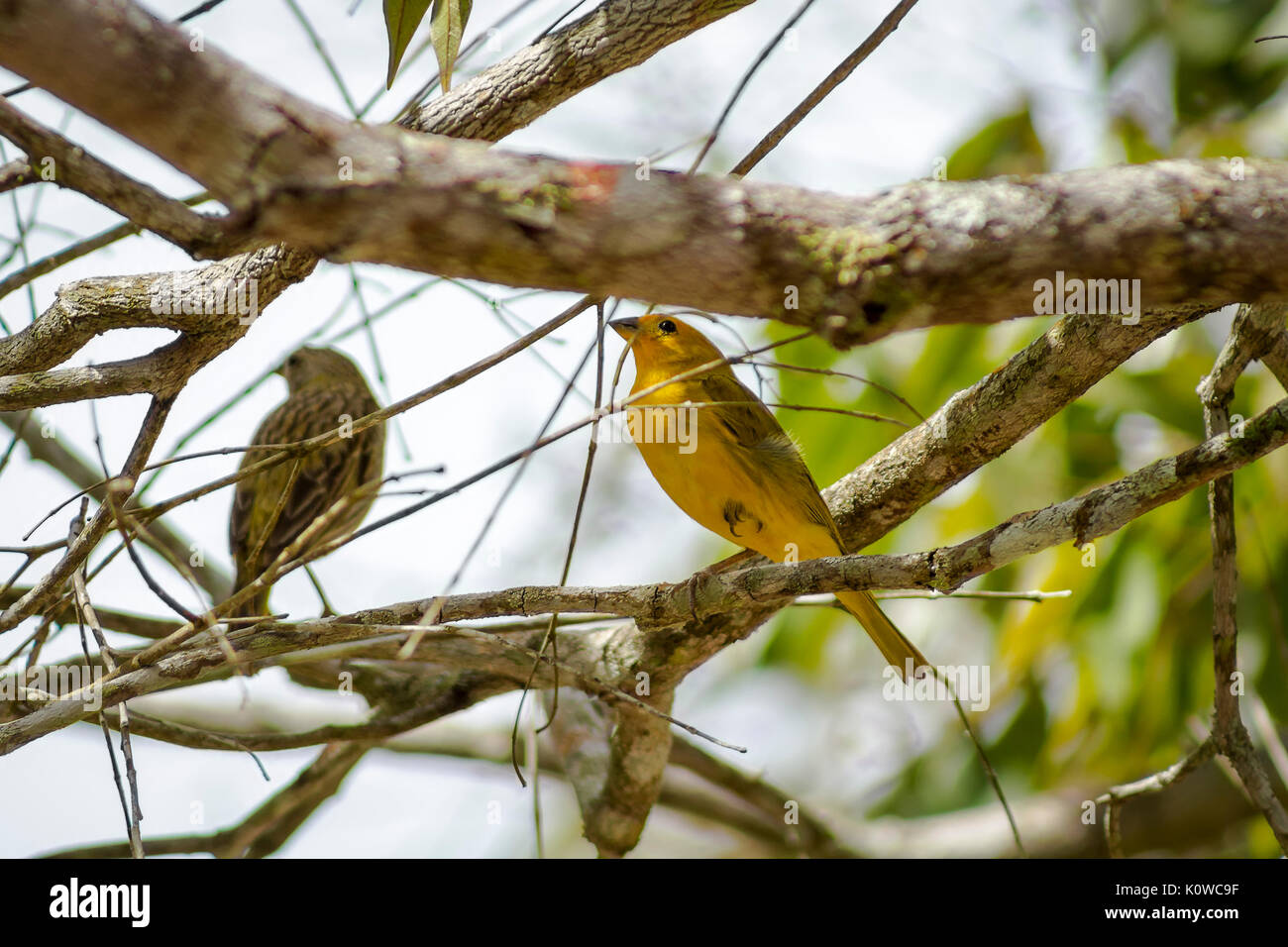 Le Canario da Terra Banque D'Images