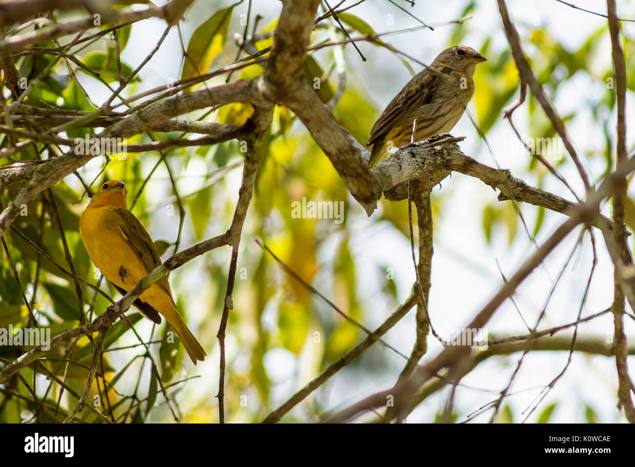 Le Canario da Terra Banque D'Images
