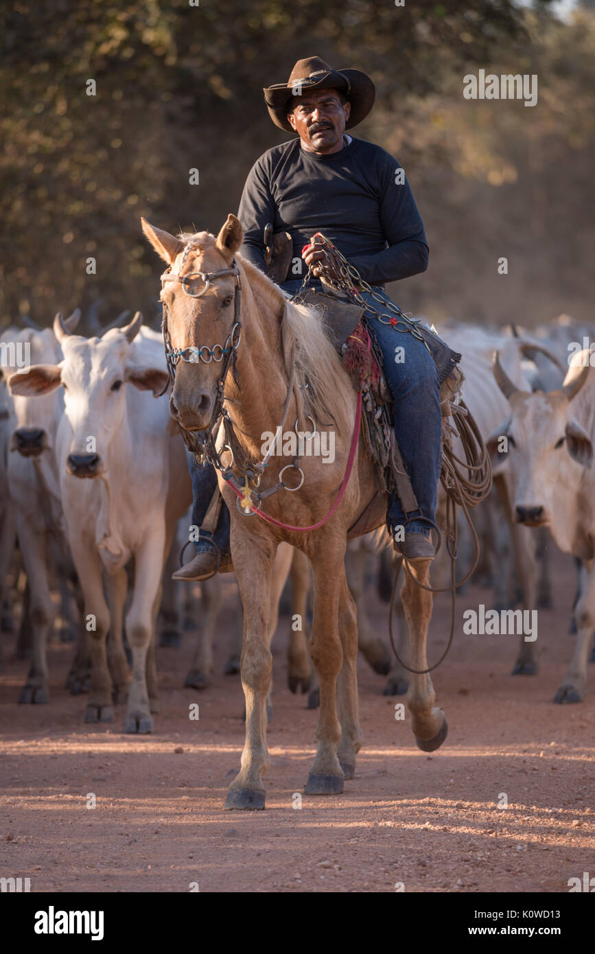 Pantaneiro bovins conduite cowboys Banque D'Images