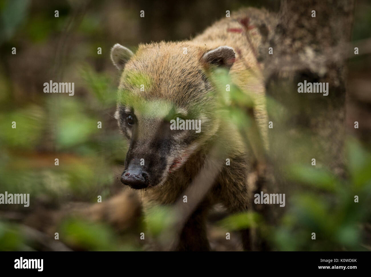 Un sud-américain Coati du Pantanal Banque D'Images