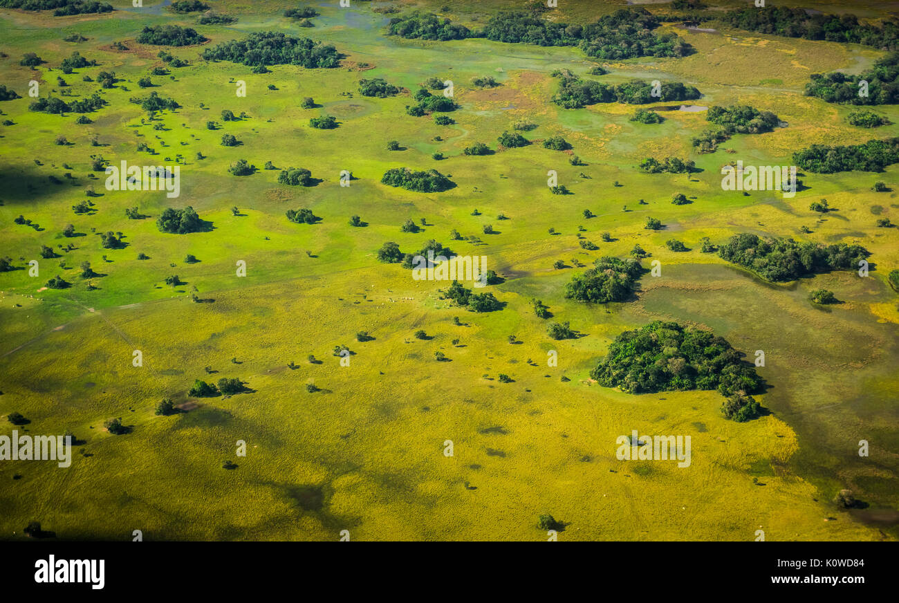 Les pâturages naturels, le sud de Pantanal, Mato Grosso do Sul, Brésil Banque D'Images