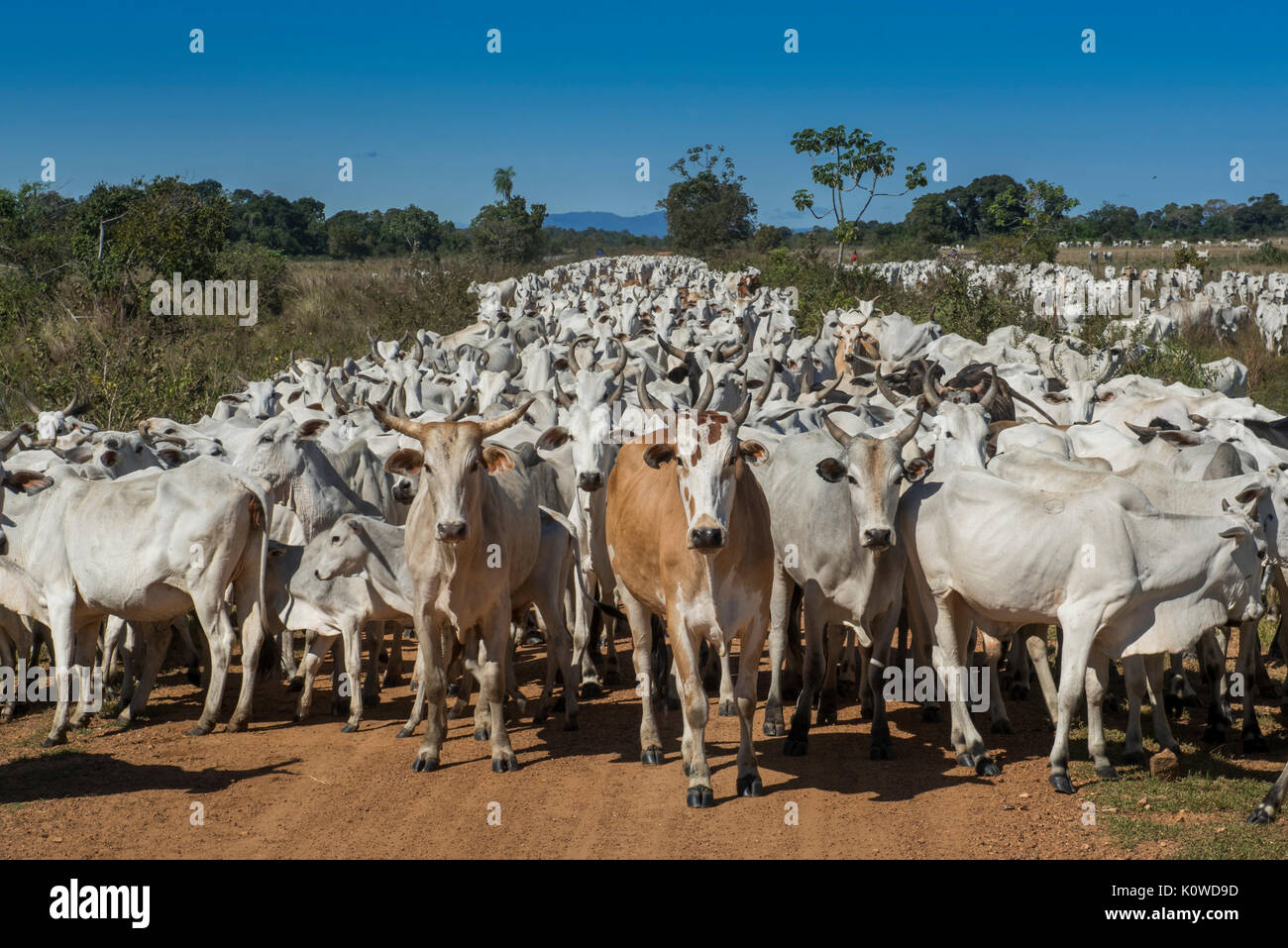 Troupeau de bovins Nelore, Pantanal, Mato Grosso do Sul, Brésil Banque D'Images