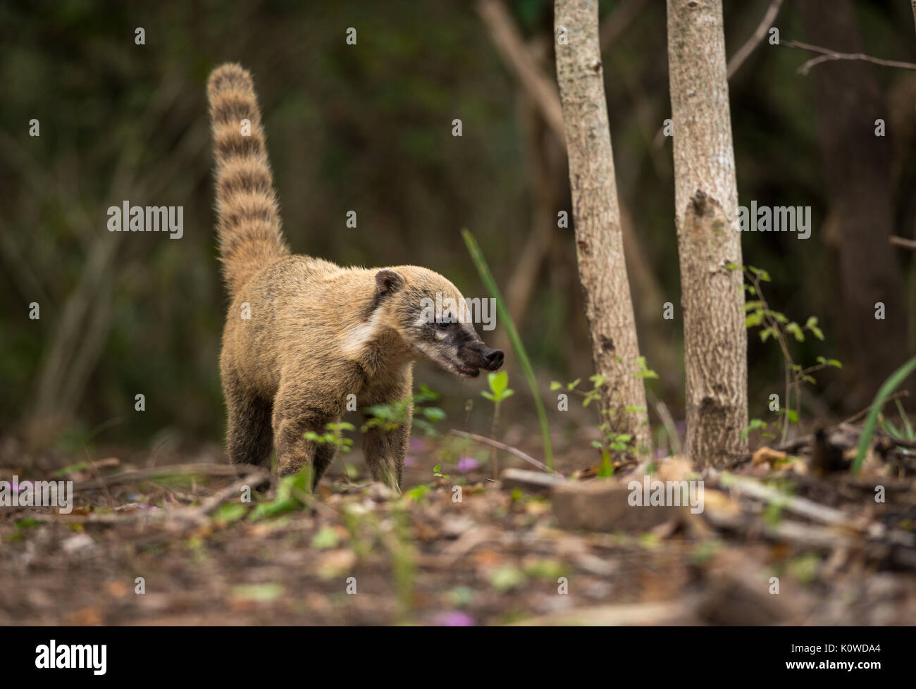 Un sud-américain Coati du Pantanal Banque D'Images