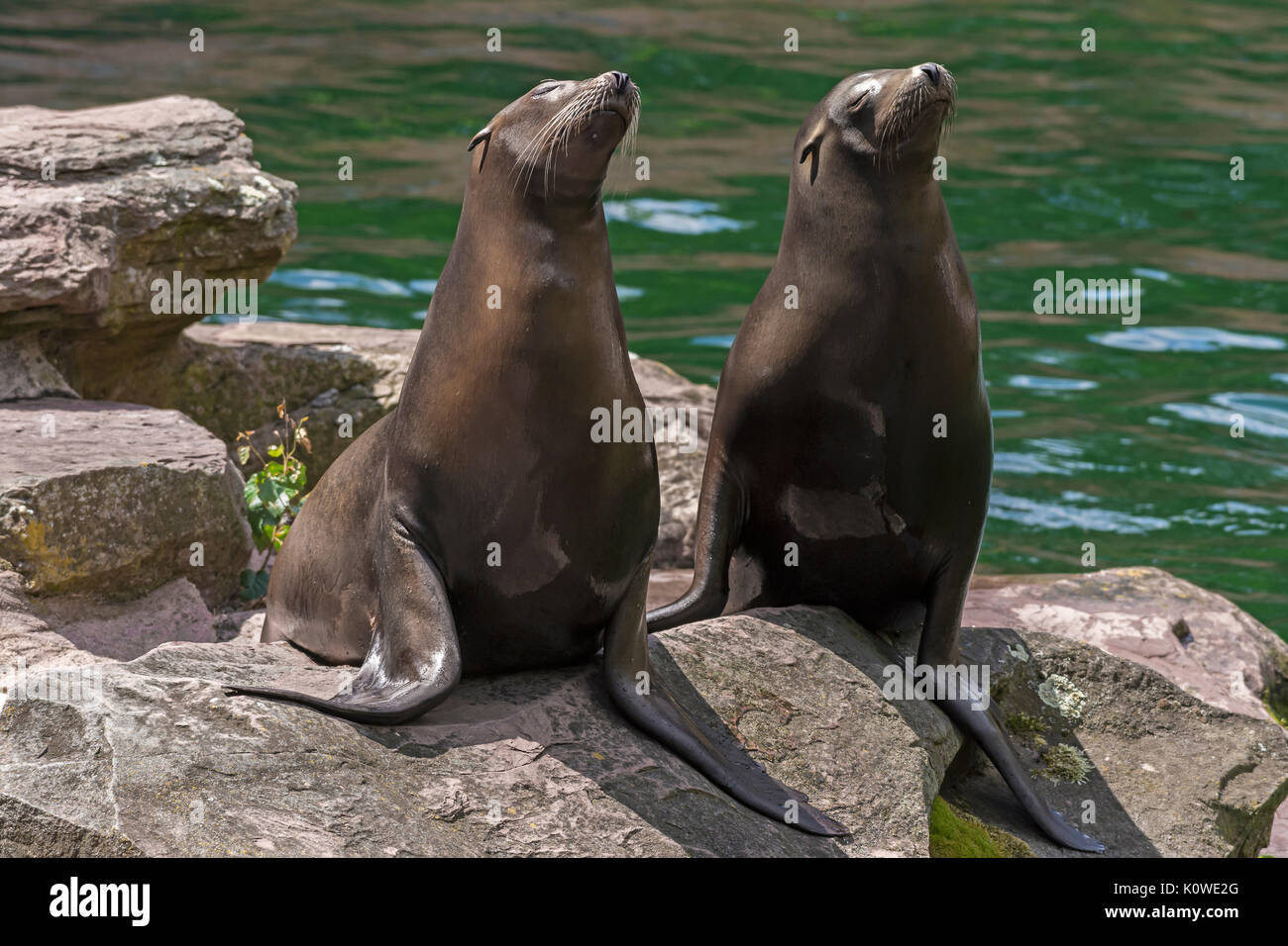 Deux des phoques (Phoca vitulina) sur les roches, captive, Tiergarten Nuremberg, Middle Franconia, Bavaria, Germany Banque D'Images