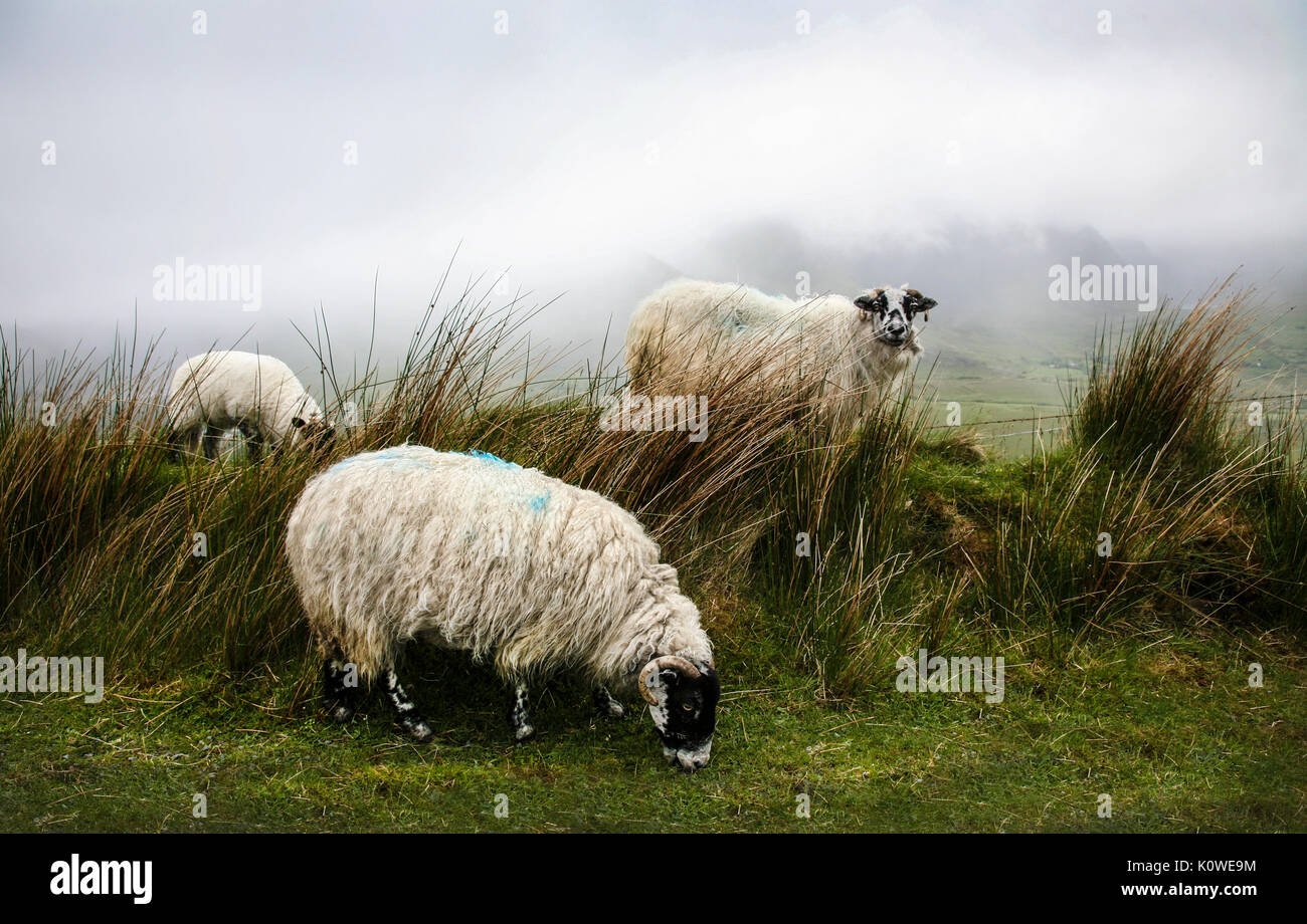 Trois Moutons Dans Le Brouillard En Irlande Vieilles Images Comte Kerry Irlande Irlande Image Gros Plan Animaux De Ferme Irlande Elevage Animaux De Ferme Humour Animal Photo Stock Alamy