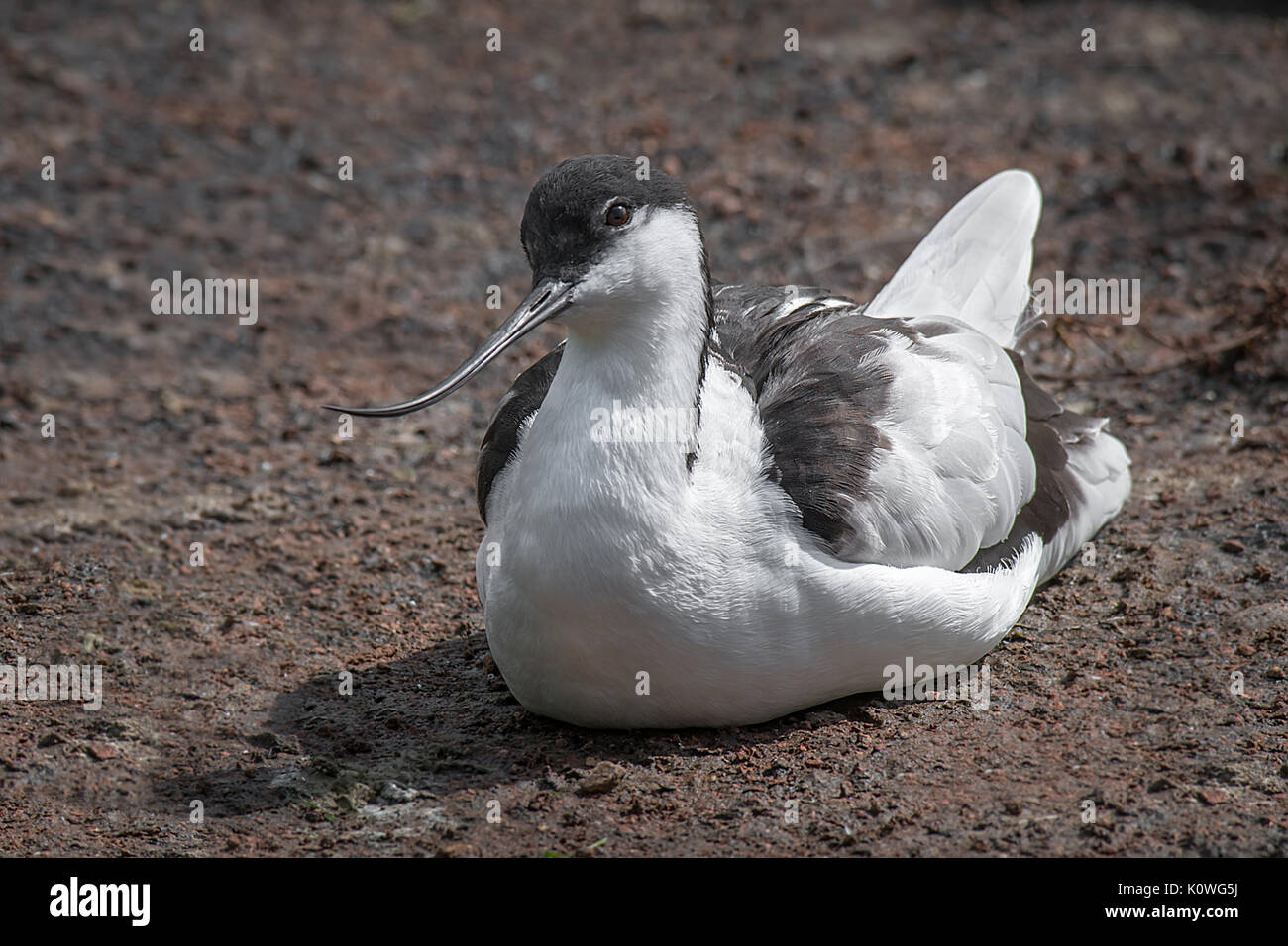 Un gros plan d'une étude avocet assis sur le sol à gauche et montrant le bec courbé Banque D'Images
