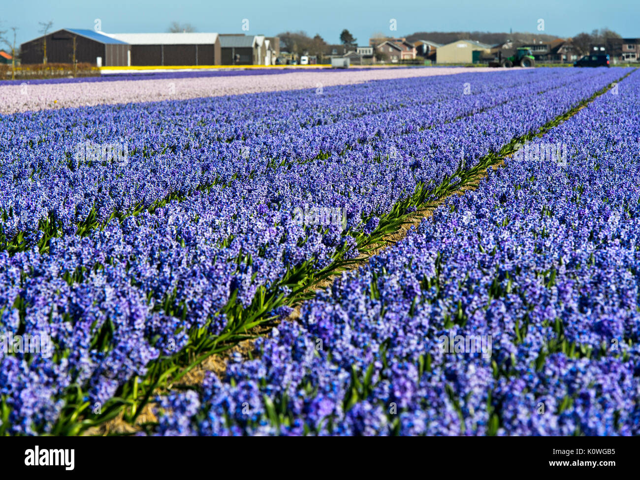 Surface de culture fleurs jacinthes bleues, région de Bollenstreek, South-Holland, Pays-Bas Banque D'Images