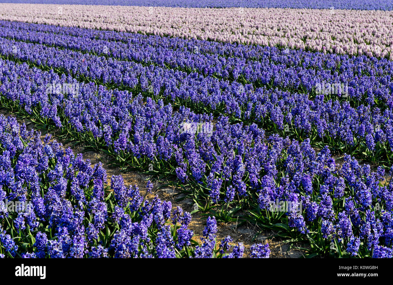 Surface de culture fleurs jacinthes bleues, région de Bollenstreek, South-Holland, Pays-Bas Banque D'Images