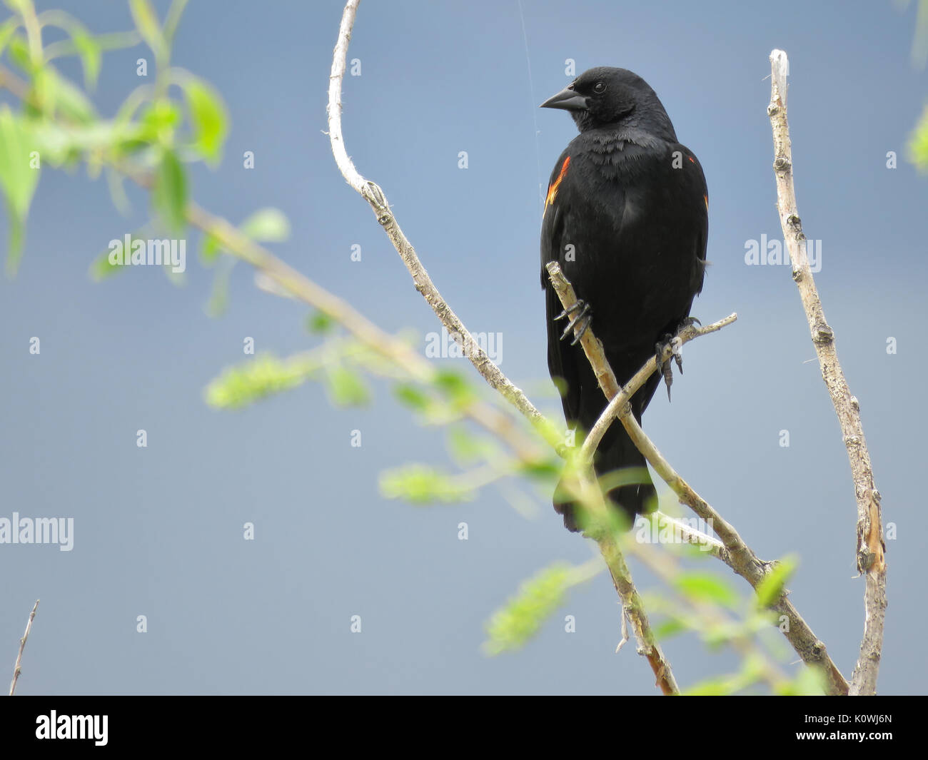 Homme sauvage carouge à épaulettes (Agelaius phoeniceus) perché sur un arbre dans le nord du Colorado, USA Banque D'Images