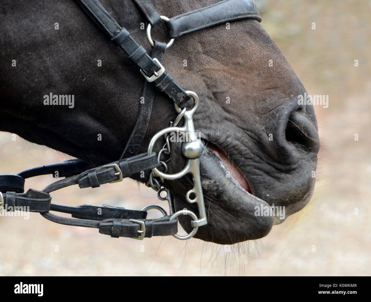 Avec un peu de cheval dans la bouche. Banque D'Images