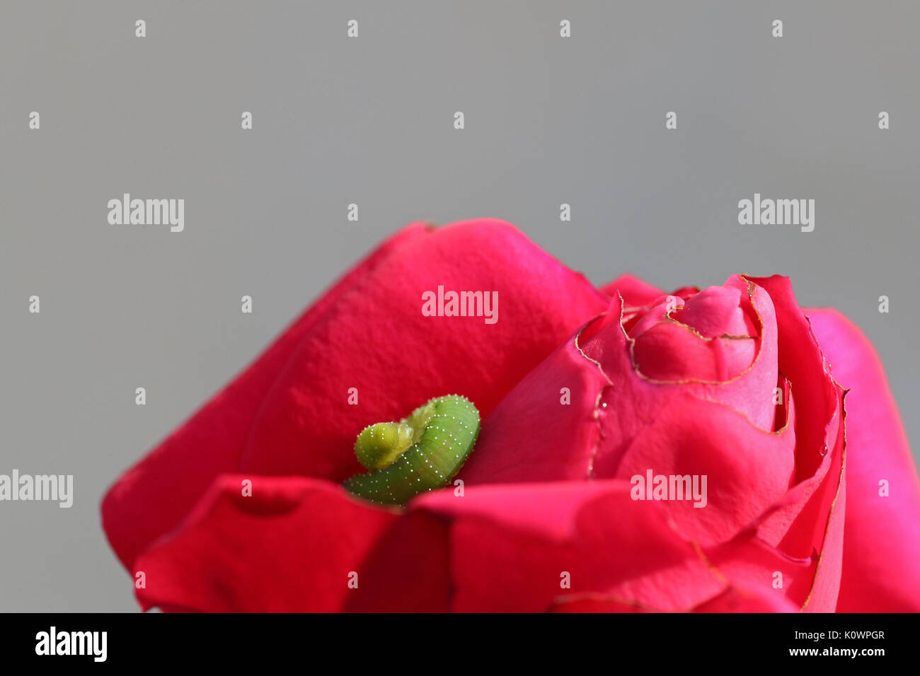 Caterpillar vert sur une floraison rose rose sur fond gris Banque D'Images