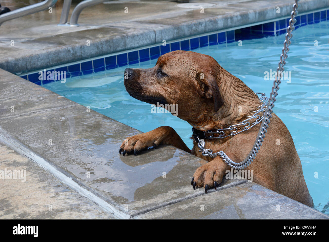 Young dog au coin de la piscine avec les pattes sur le bord Banque D'Images