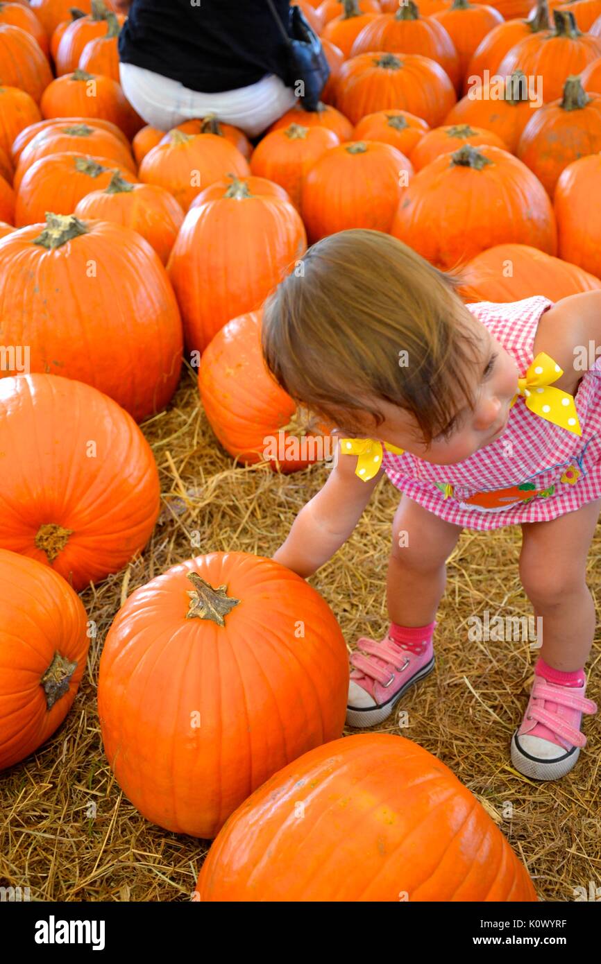 Petite femme enfant jouant dans un patch de citrouilles. Banque D'Images