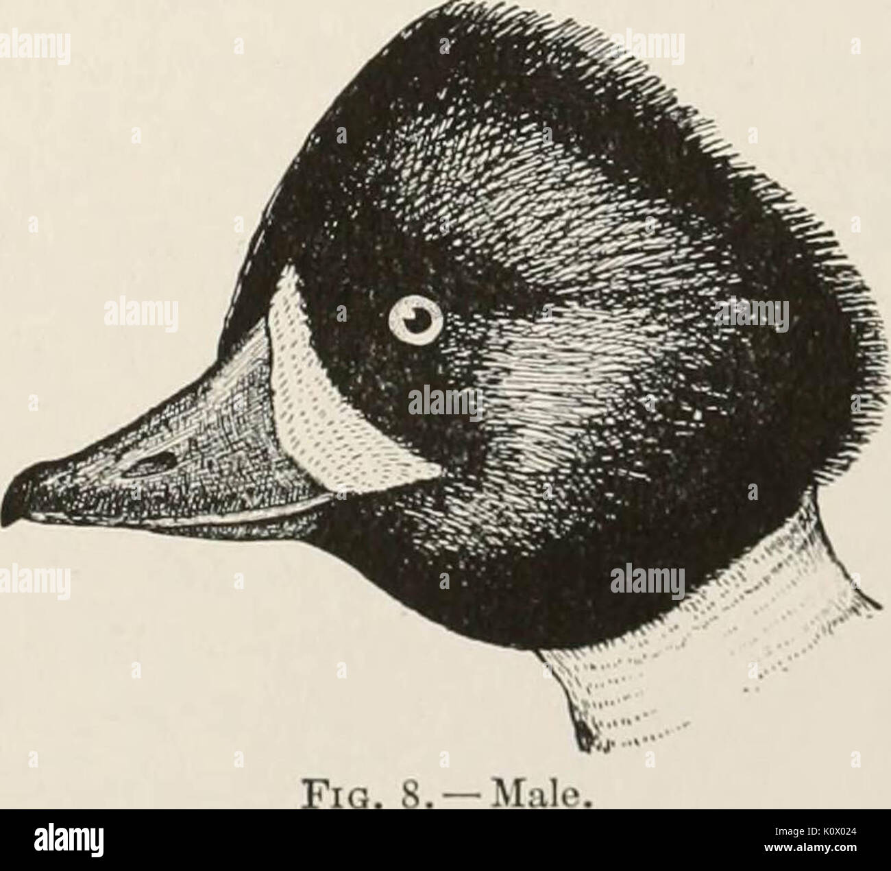 "Une histoire du jeu d'oiseaux, oiseaux sauvages et d'oiseaux de rivage du Massachusetts et les états adjacents... avec des observations sur leurs...baisse récente de numéros ; aussi le moyen pour conserver ceux qui sont encore en existence" (1912) Banque D'Images