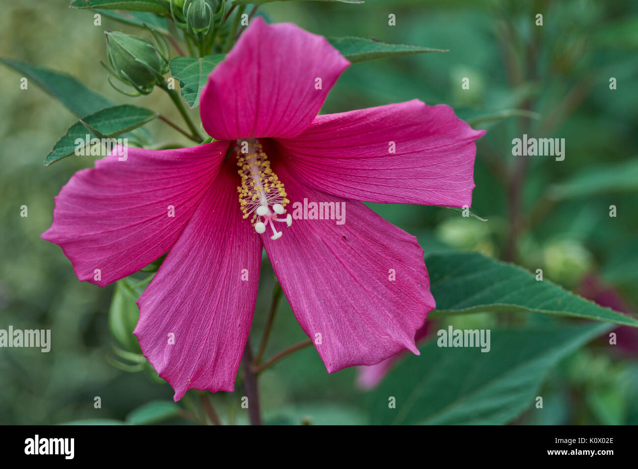 Fleur d'hibiscus pourpre en pleine floraison close up l'Hibiscus moscheutos mauve rose, ketmie des crimsoneyed,rosemallow rosemallow est, Banque D'Images