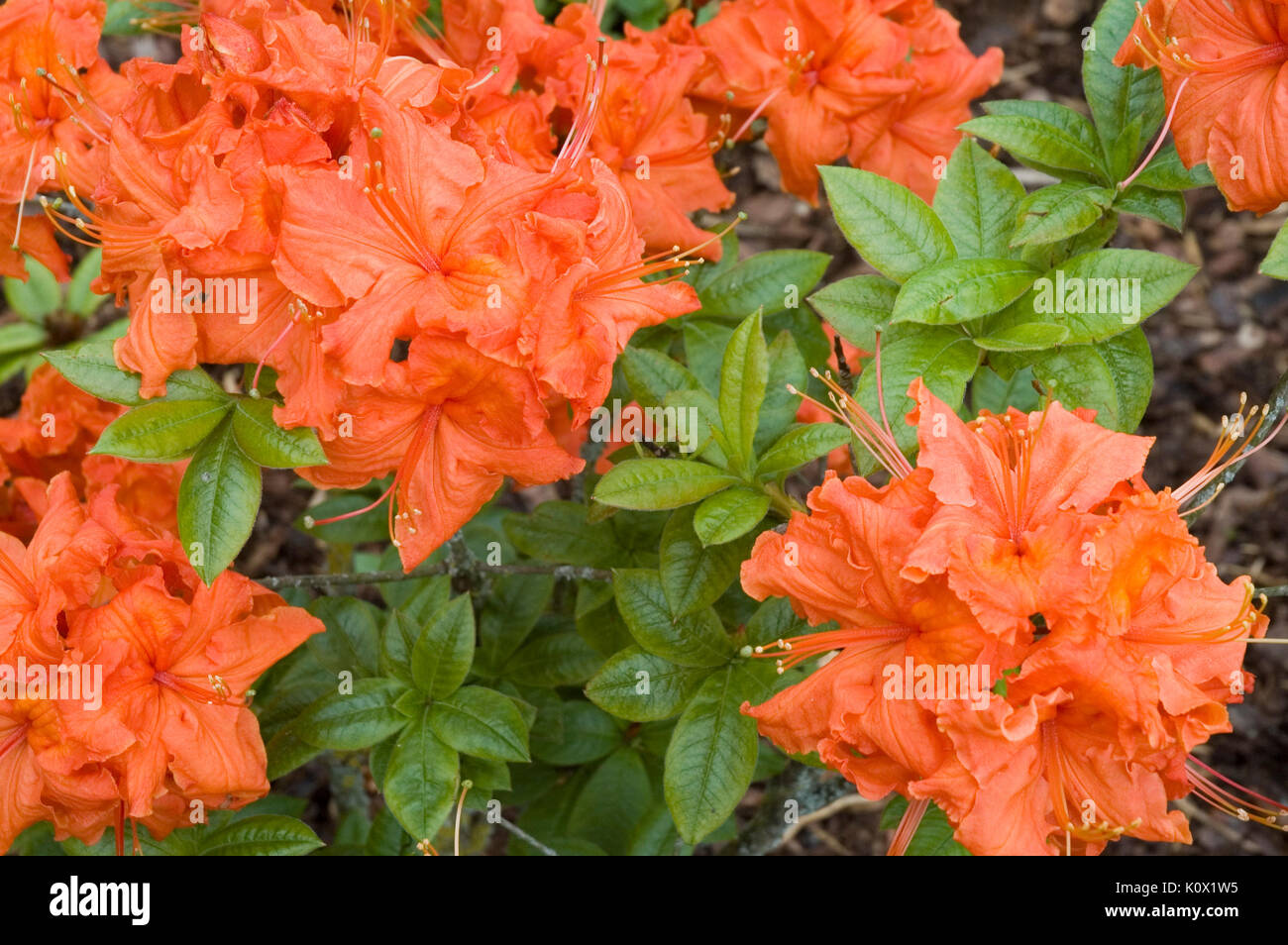 Fleurs orange vif rhododenron Banque D'Images