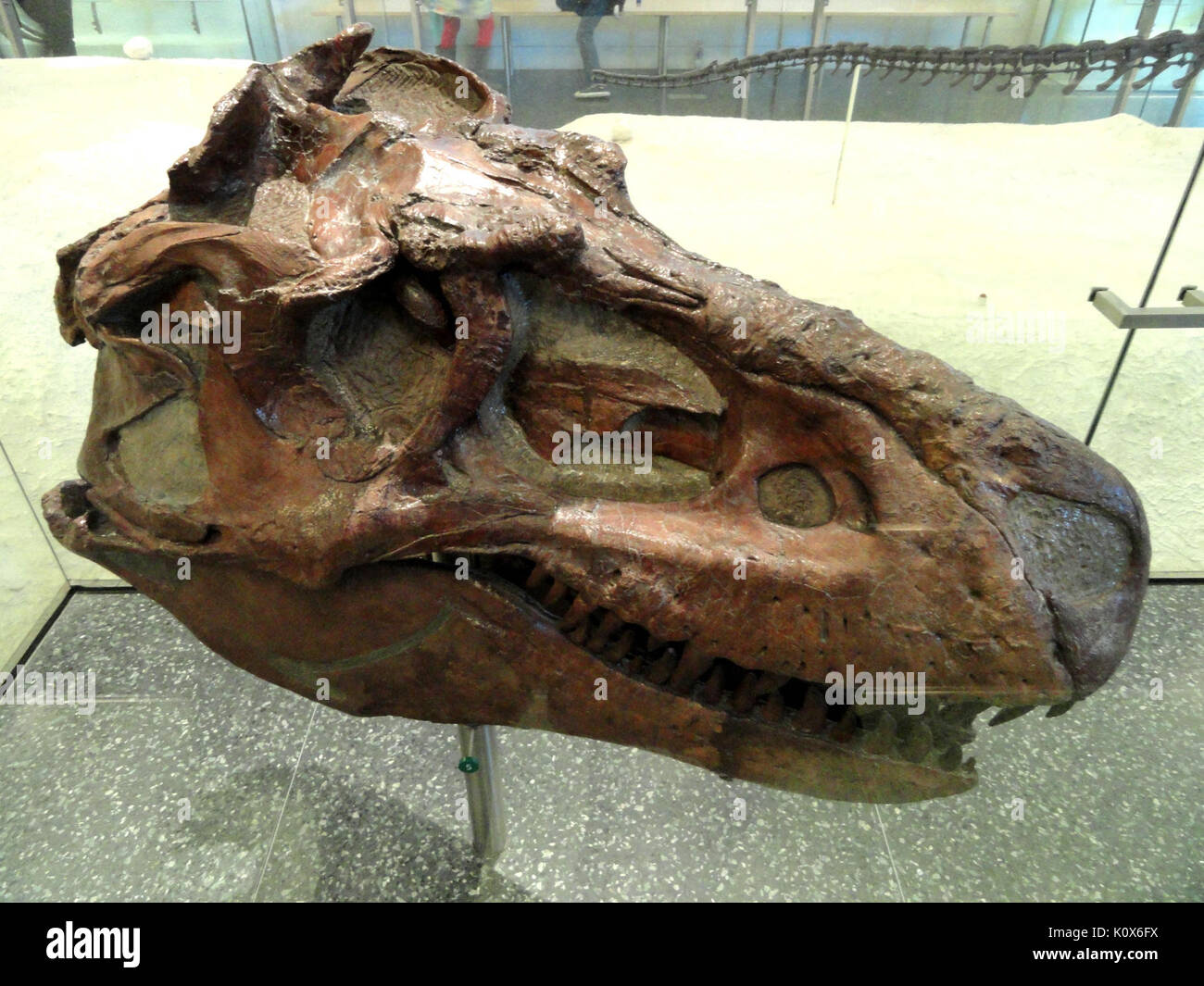 L'Albertosaurus libratus AMNH DSC06294 Banque D'Images
