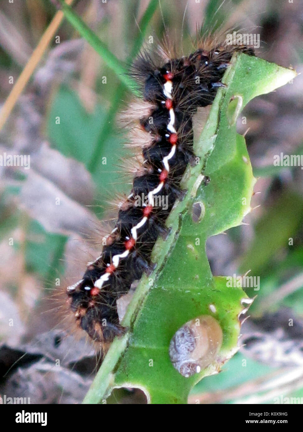 Acronicta rumicis Knot (herbe) Caterpillar, Arnhem, Pays-Bas Banque D'Images
