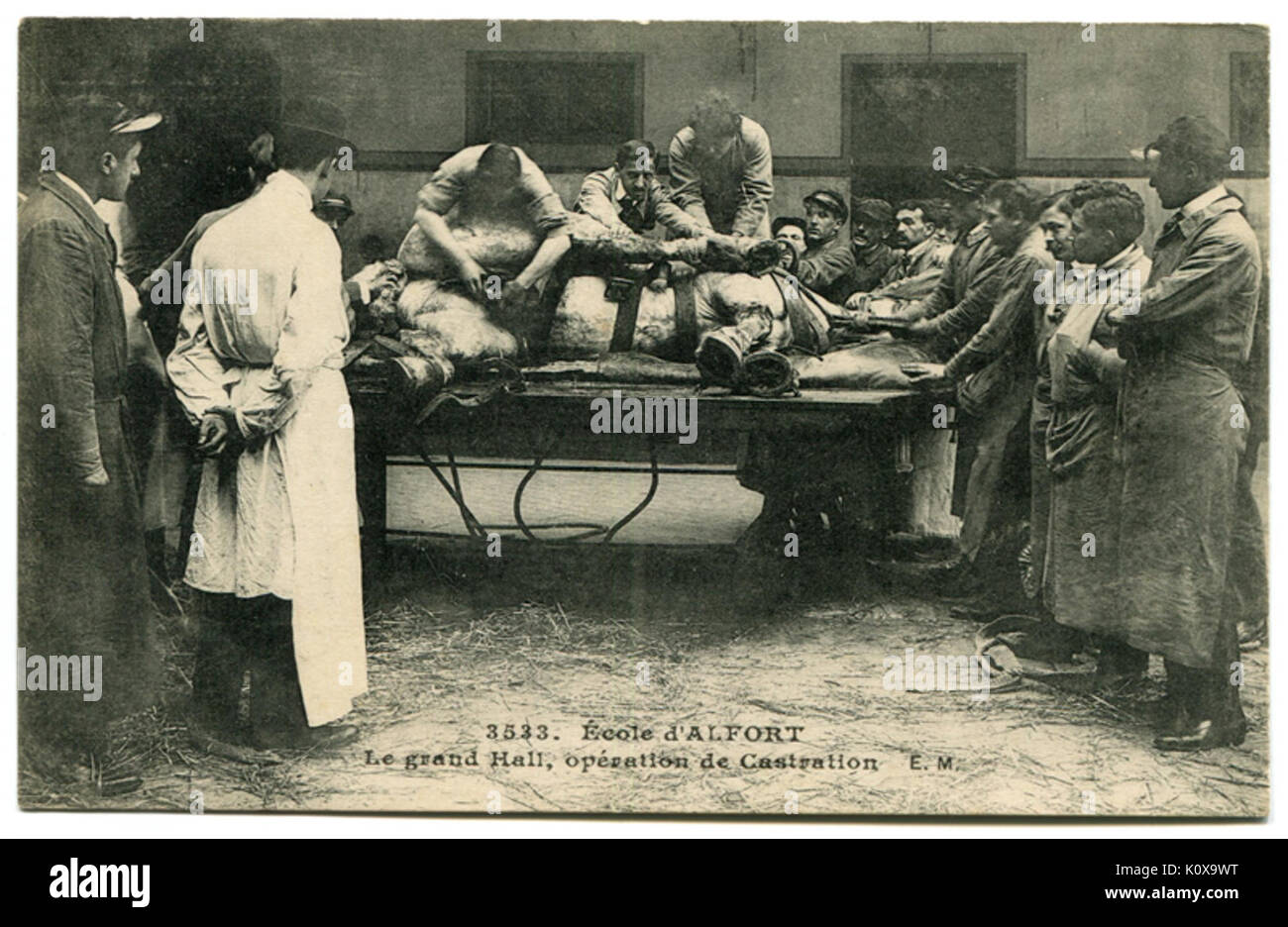 Alfort CP80 Banque D'Images