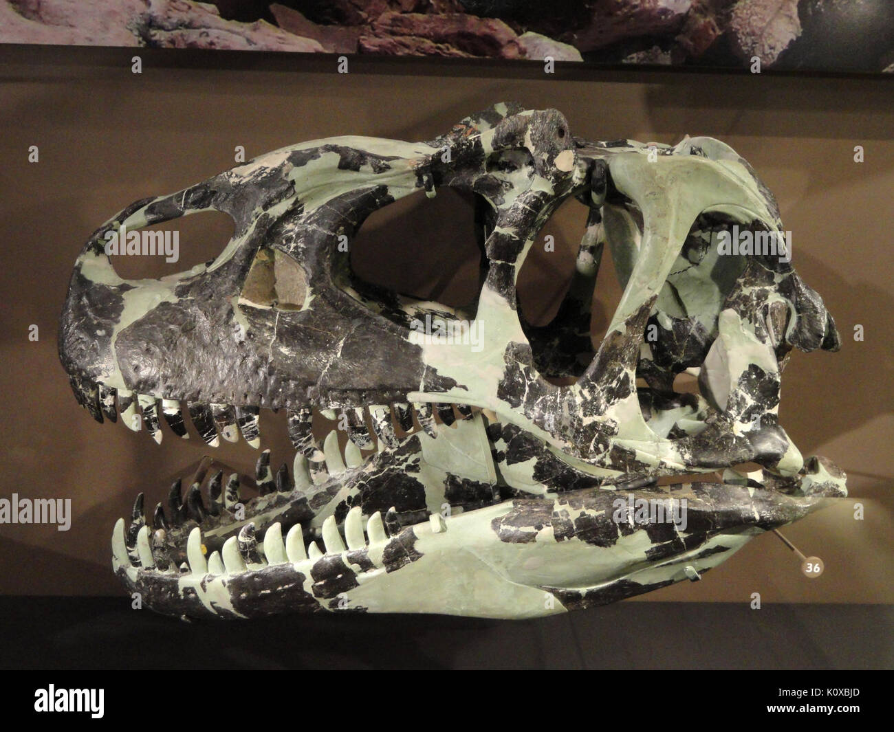 L'Allosaurus fragilis crâne, Emery County, Utah, ch. 1960 Musée d'histoire naturelle de l'Utah DSC07219 Banque D'Images