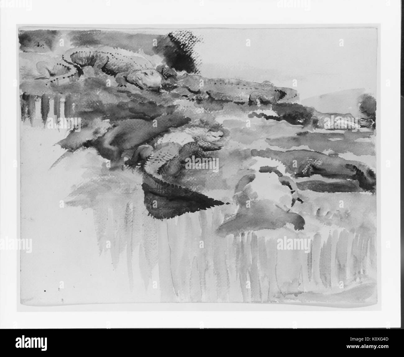 Alligators rencontré 202420 Banque D'Images