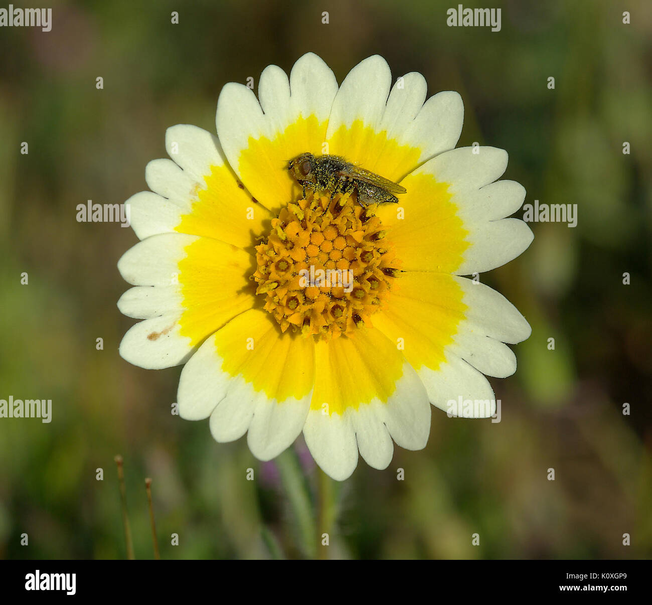 CANYON ABBOTT REVISITED 3 3108 0046 (2379624179) Banque D'Images