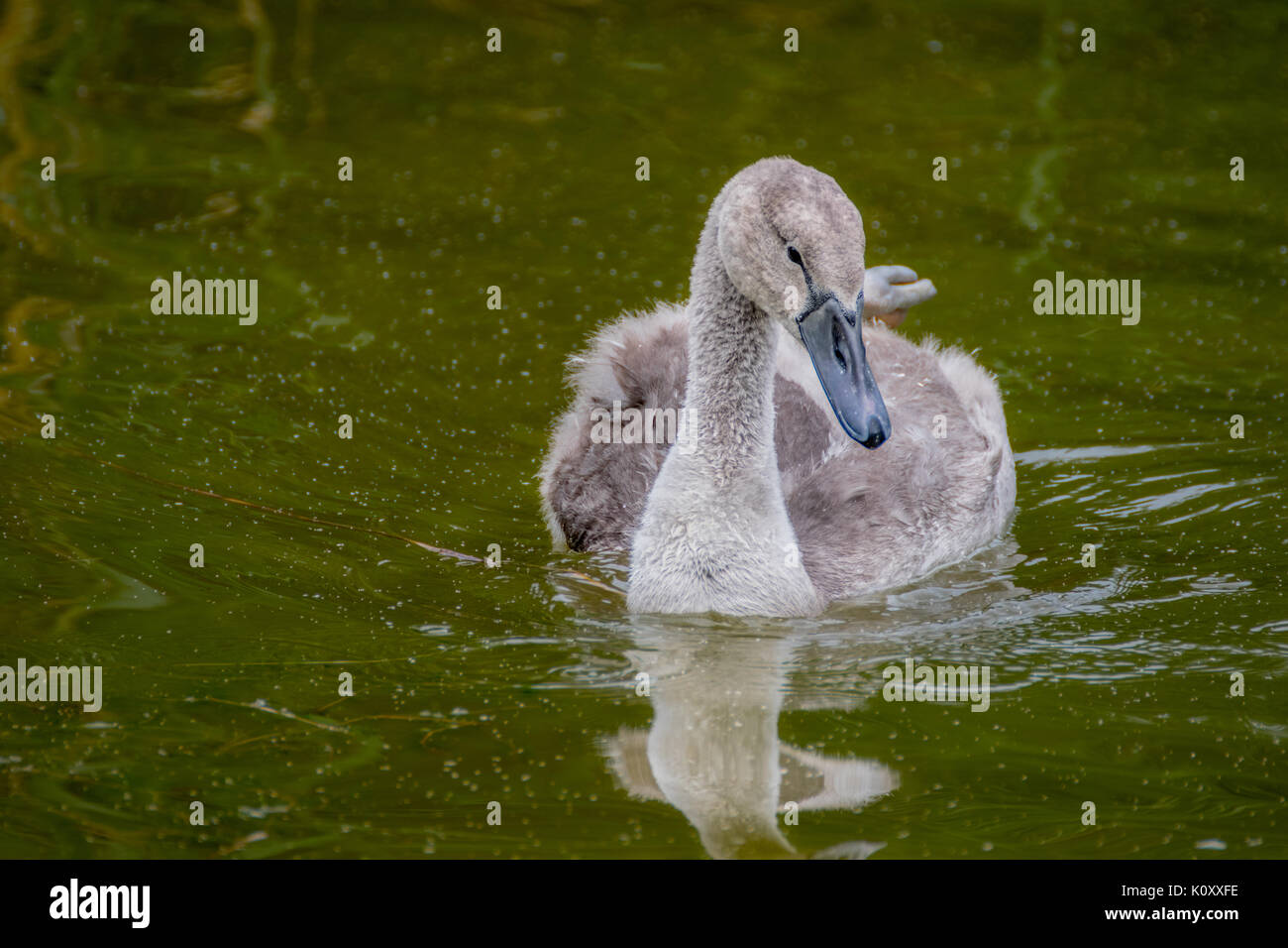 Bebe Cygne Banque D Image Et Photos Alamy