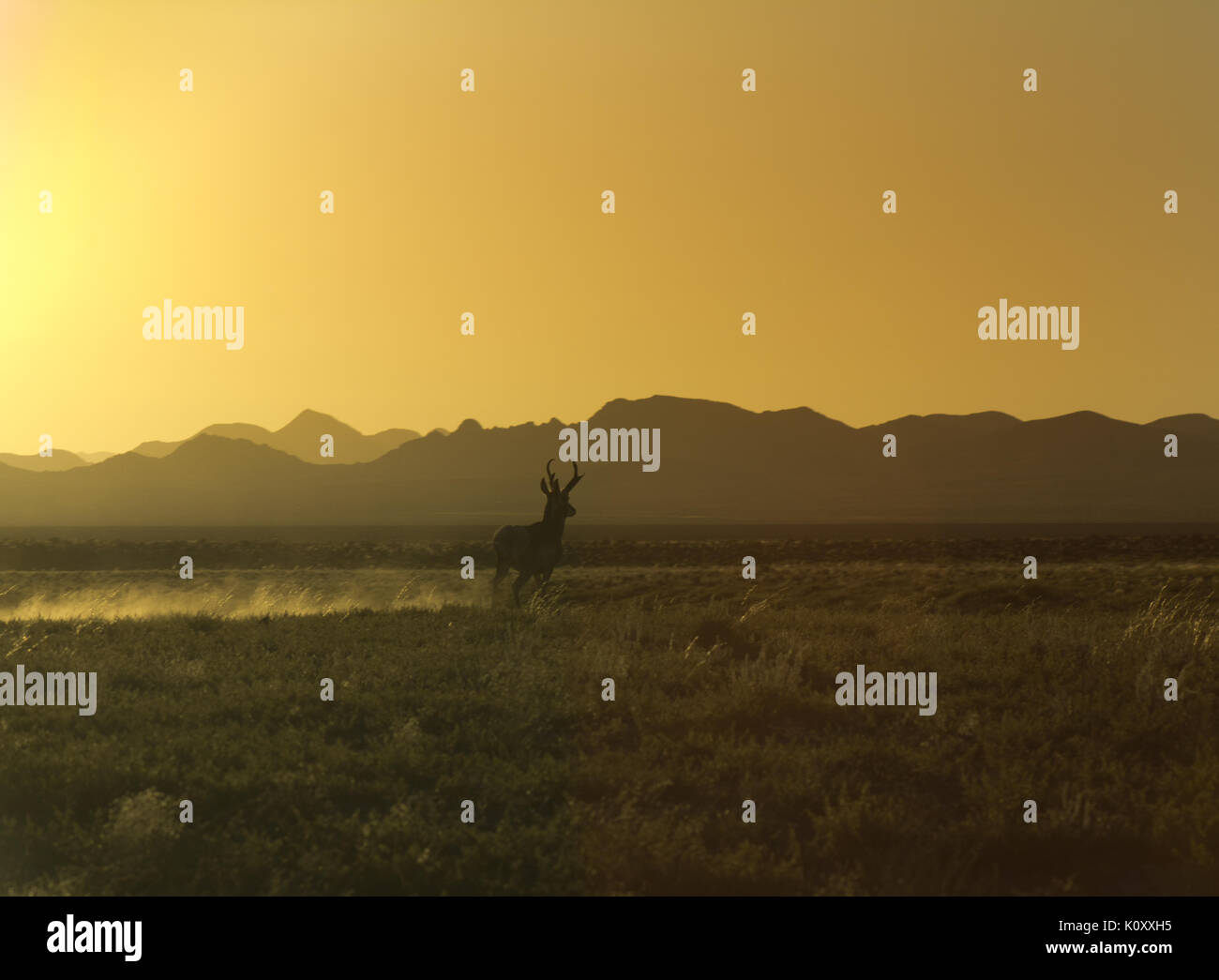 A l'antilope d'Amérique (Antilocapra americana) stag tournant au coucher du soleil dans le désert du Nevada, près de Rachel Banque D'Images