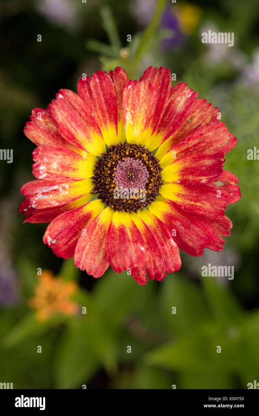 Gazanias ou marguerites africaines Banque D'Images