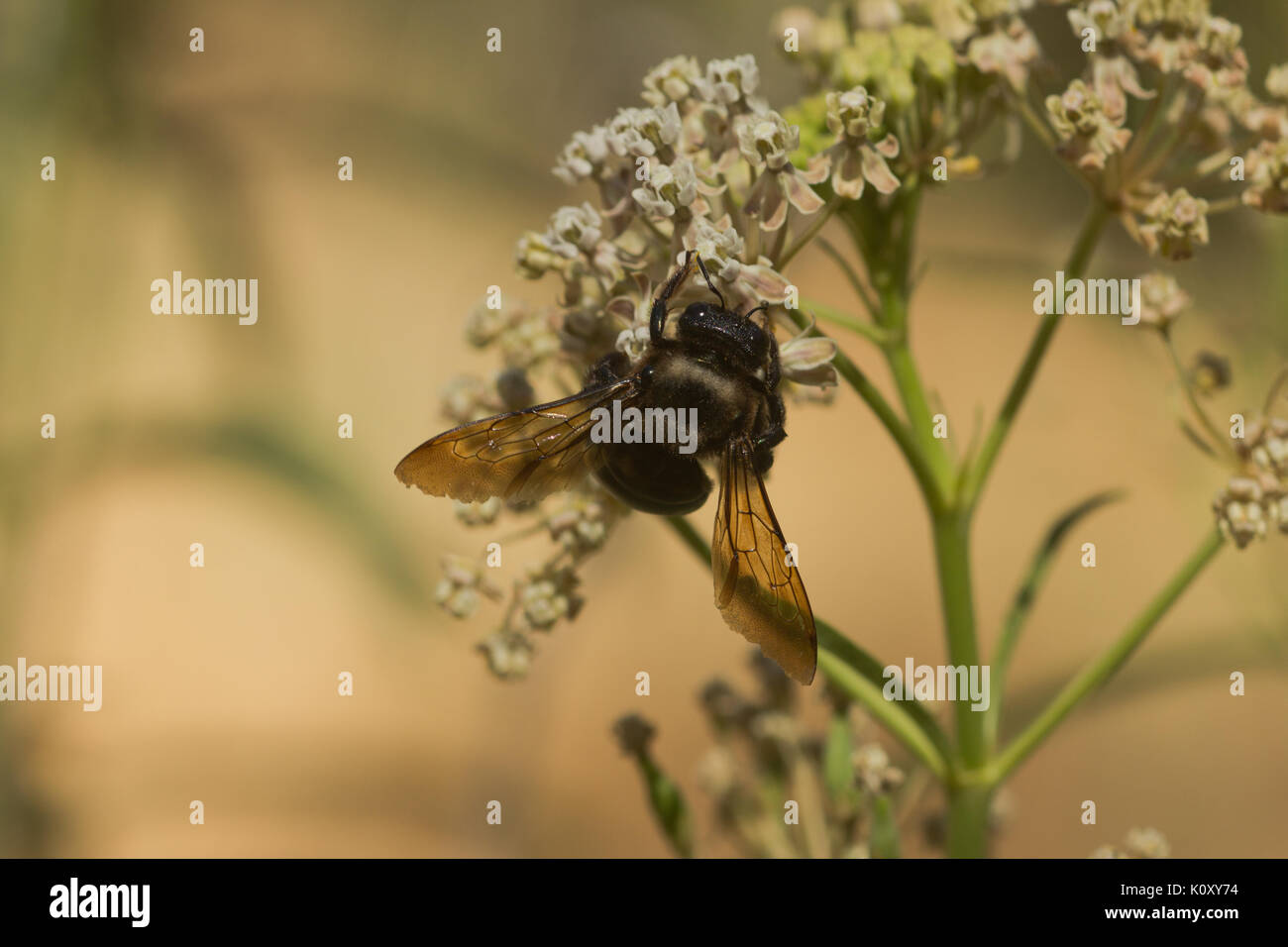 Une abeille charpentière (Xylocopa tabaniformis) sur une fleur en Californie Banque D'Images