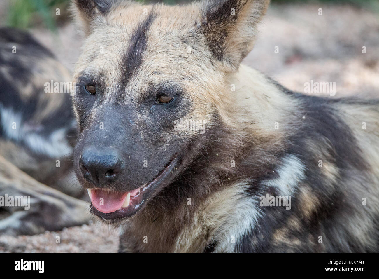 Close up d'un chien sauvage d'Afrique dans la sabi sand game reserve, afrique du sud. Banque D'Images