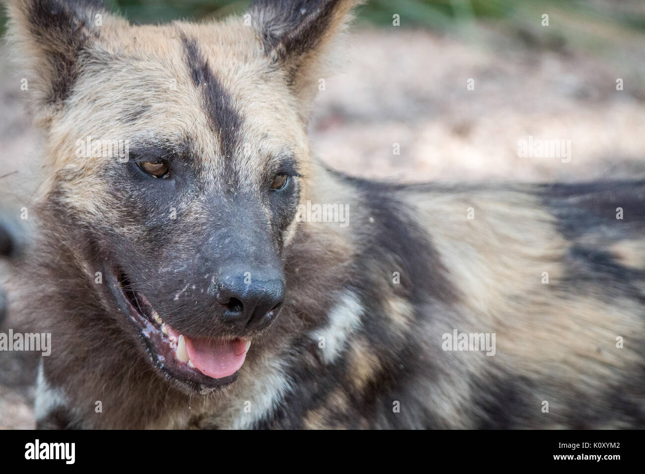 Close up d'un chien sauvage d'Afrique dans la sabi sand game reserve, afrique du sud. Banque D'Images