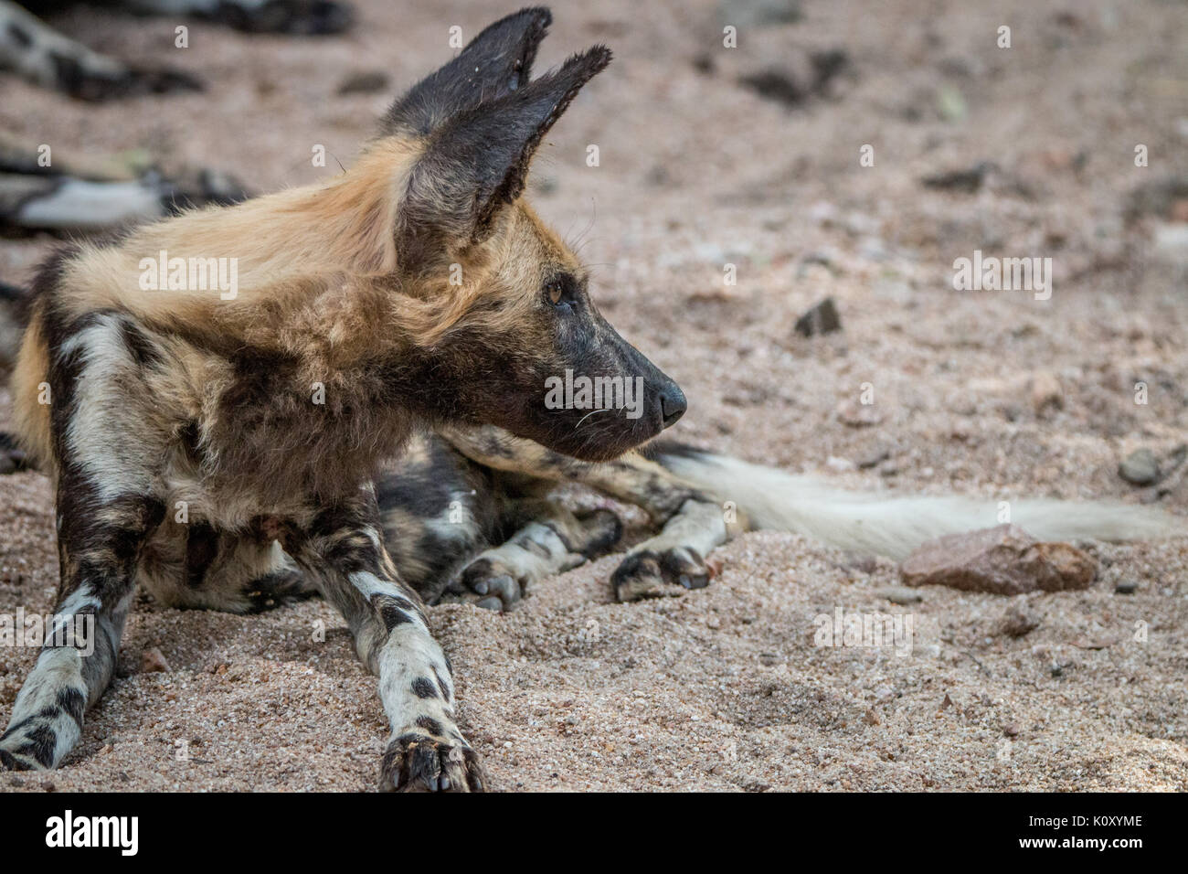 Profil de côté d'un chien sauvage d'Afrique dans la sabi sand game reserve, afrique du sud. Banque D'Images