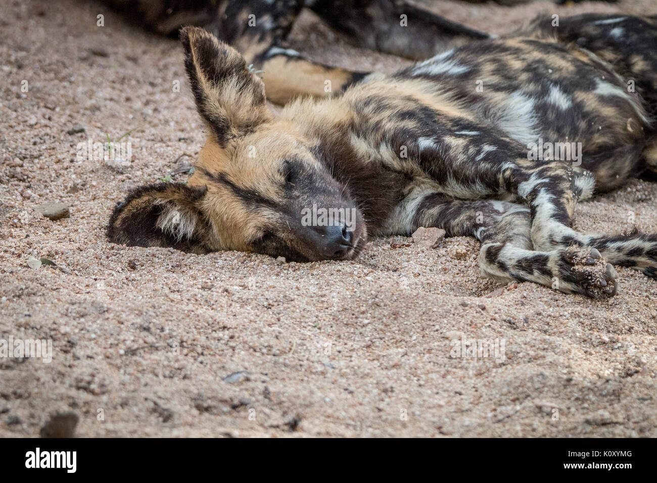 Un chien sauvage d'Afrique de dormir dans la réserve de Sabi Sand, afrique du sud. Banque D'Images