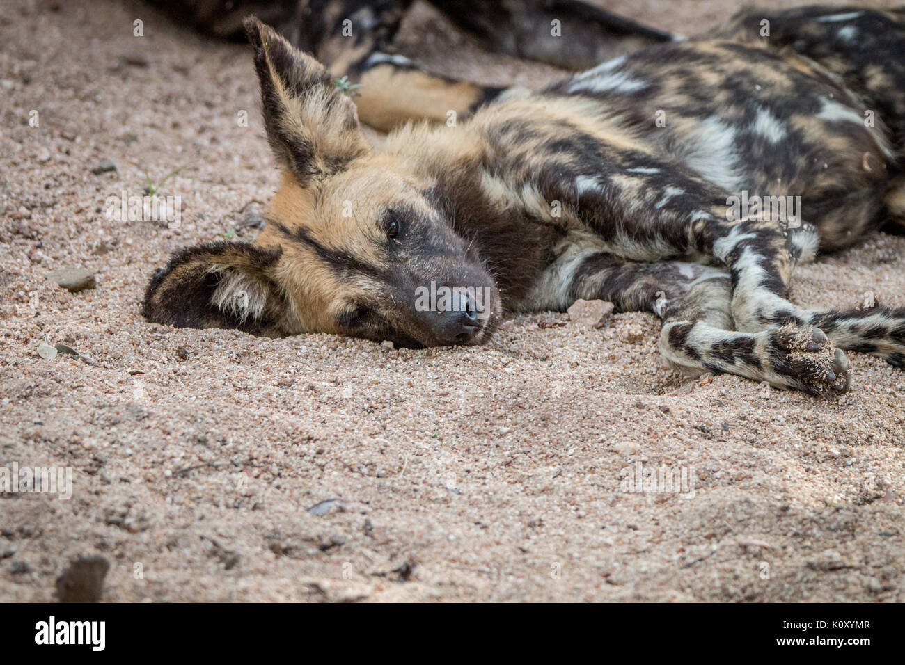 Un chien sauvage d'Afrique de dormir dans la réserve de Sabi Sand, afrique du sud. Banque D'Images