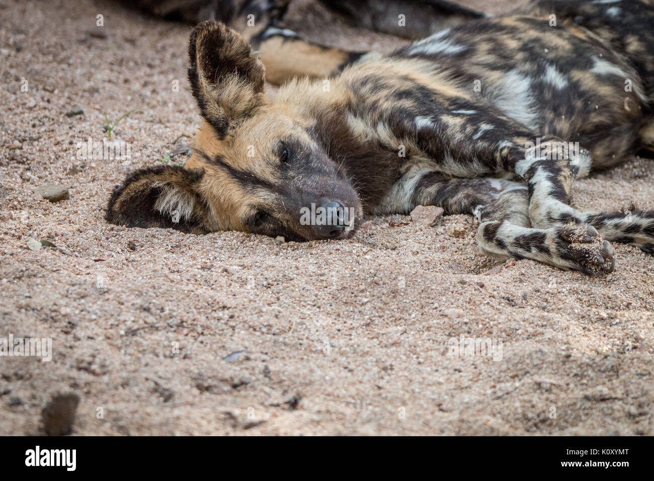 Un chien sauvage d'Afrique de dormir dans la réserve de Sabi Sand, afrique du sud. Banque D'Images