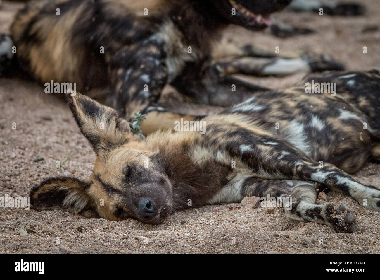 Un chien sauvage d'Afrique de dormir dans la réserve de Sabi Sand, afrique du sud. Banque D'Images
