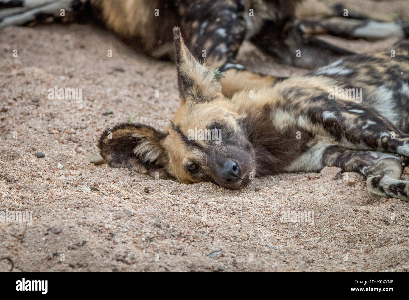 Un chien sauvage d'Afrique de dormir dans la réserve de Sabi Sand, afrique du sud. Banque D'Images