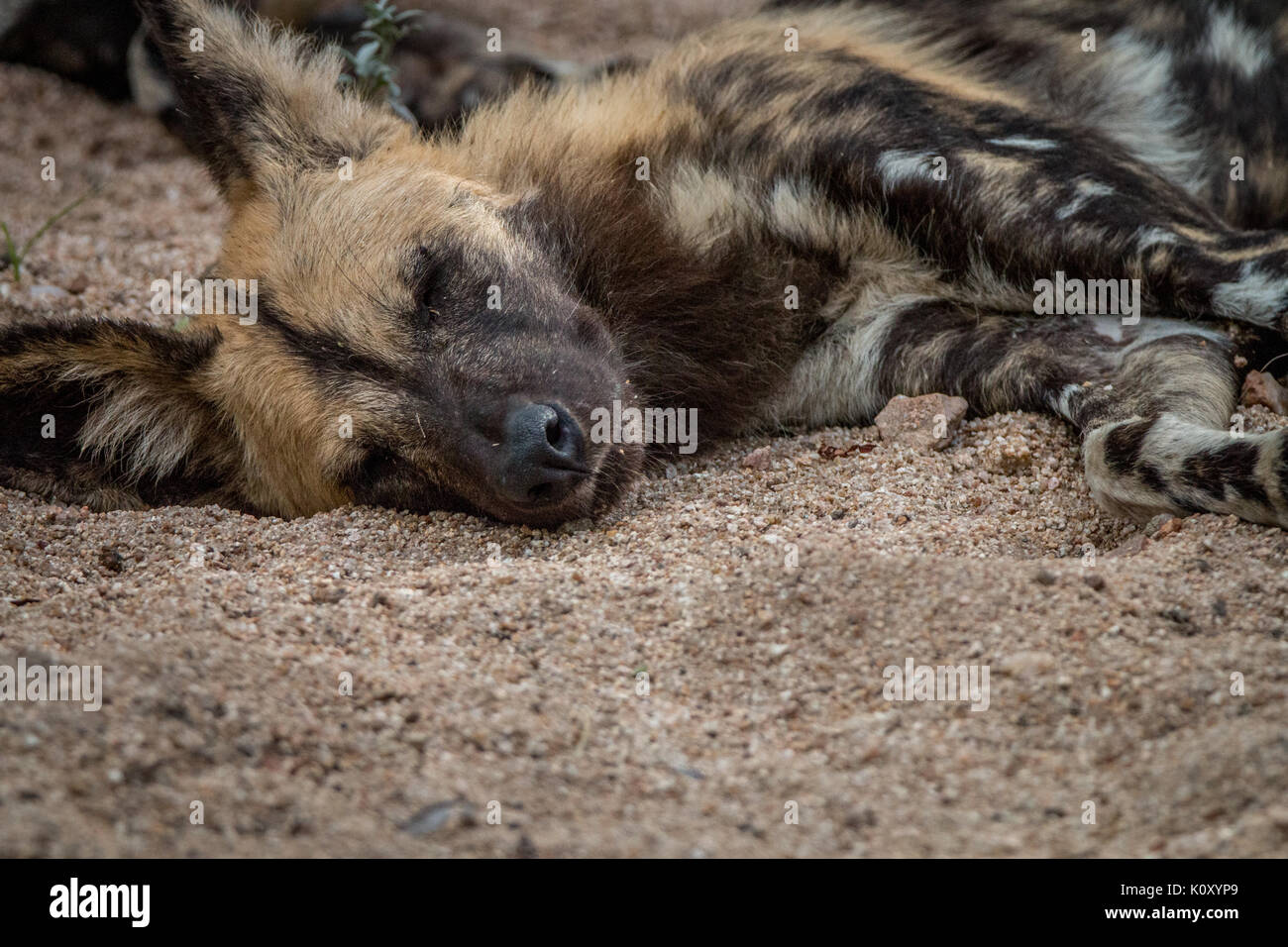 Un chien sauvage d'Afrique de dormir dans la réserve de Sabi Sand, afrique du sud. Banque D'Images