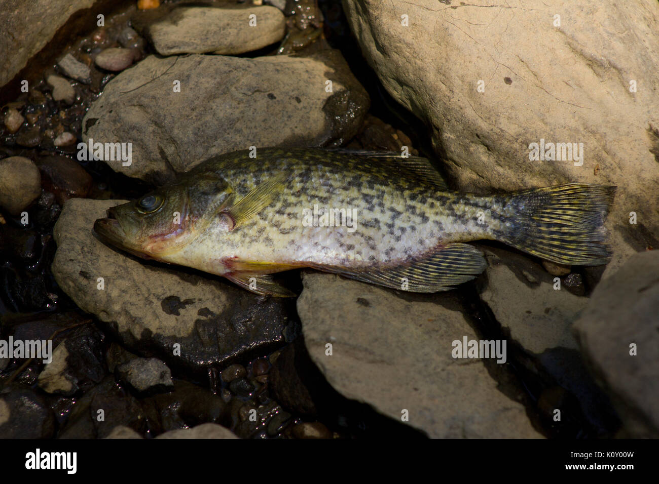 Un poisson mort, sur un lit de rivière asséché pendant la sécheresse en Californie Banque D'Images