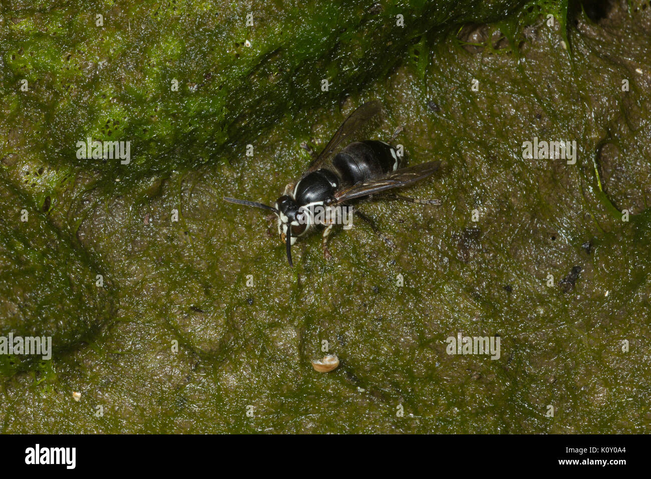 Un petit face à tête Hornet (Dolichovespula maculata) sur la mousse, près d'une rivière en Californie Banque D'Images