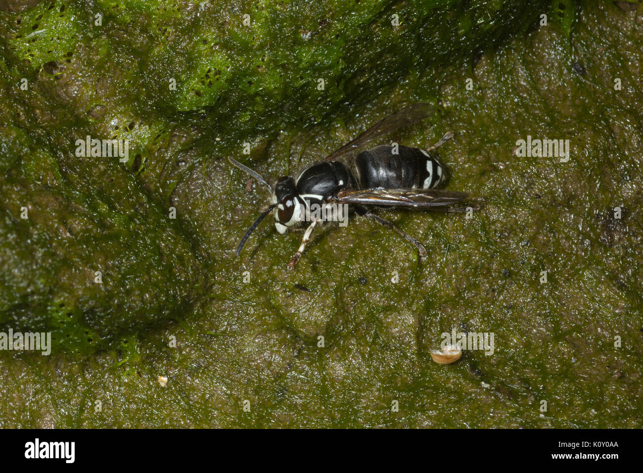 Un petit face à tête Hornet (Dolichovespula maculata) sur la mousse, près d'une rivière en Californie Banque D'Images