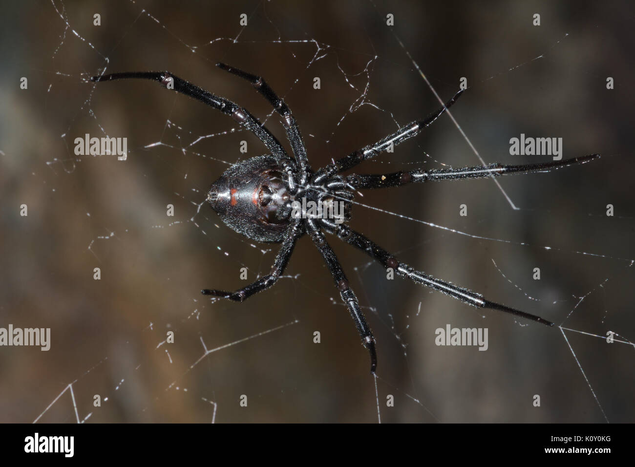 Dessous d'une femme araignée veuve noire (Latrodectus mactans) en Californie Banque D'Images